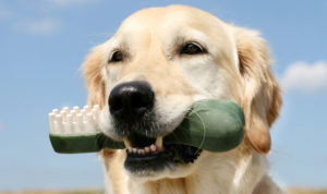Dog with a dental stick that is preparing to receive pet dental care in Sugar Land, TX