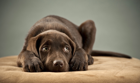 Chocolate lab puppy whose owner is concerned about their pet's health