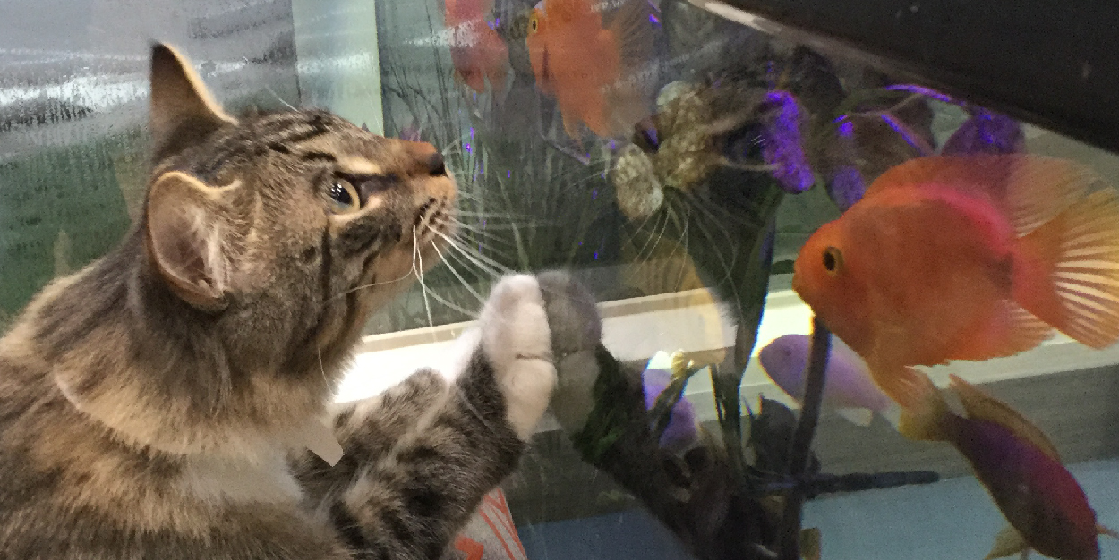 cat looking at fish tank at pet boarding services in Sugar Land, TX