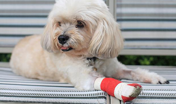 A dog with a cast on her arm that is recovering from receiving veterinary surgery in Sugar Land, TX