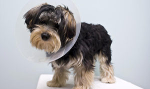 A dog with a cone on in a veterinarian's office recovering from being neutered or spayed in Sugar Land, TX