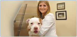A veterinarian with a dog that has allergy issue and need dermatology services in Sugar Land, TX