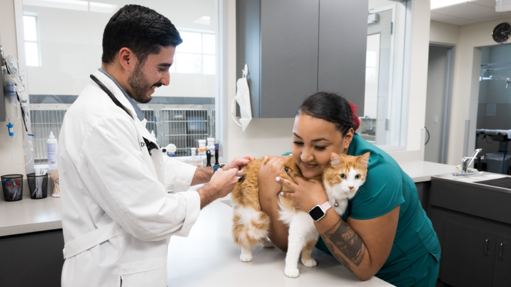 Cat Wellness Exams Oyster Creek Animal Hospital Texas