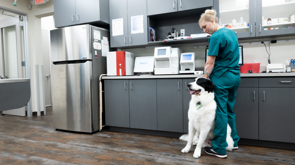 Preventative Care for Dogs Oyster Creek Animal Hospital