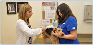 Dog getting checked for microchip