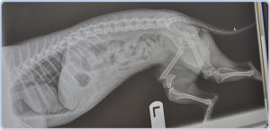 an x-ray of a dog's back in sugar land, texas