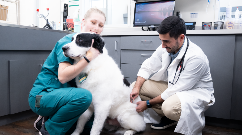 Dog Wellness Exams Oyster Creek Animal Hospital Texas