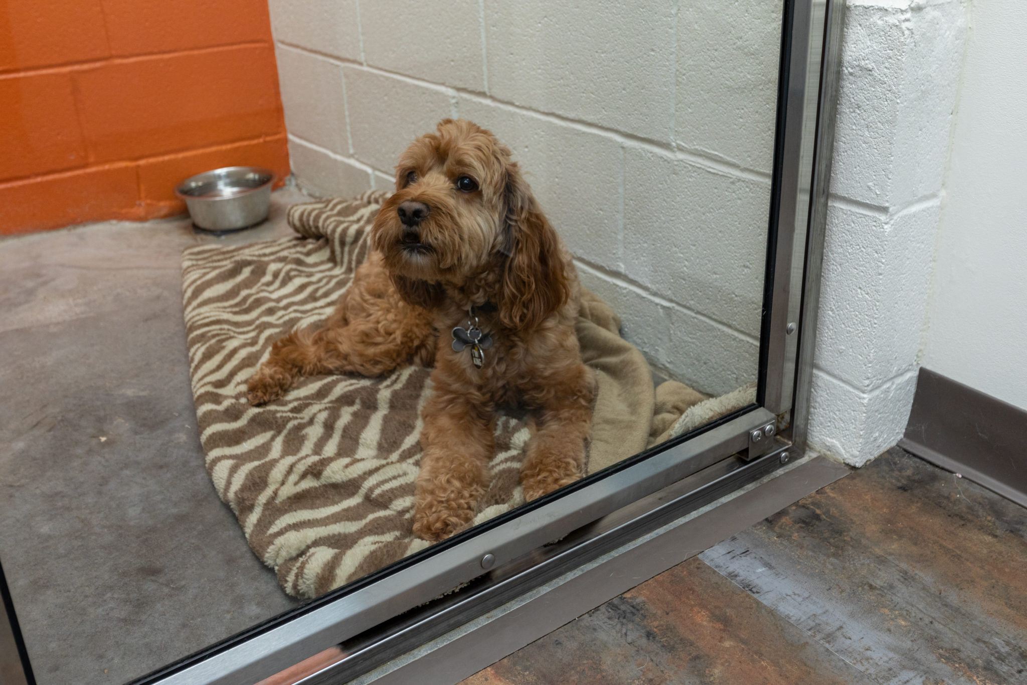 Pet Boarding in Oyster Creek Animal Hospital Sugar Land