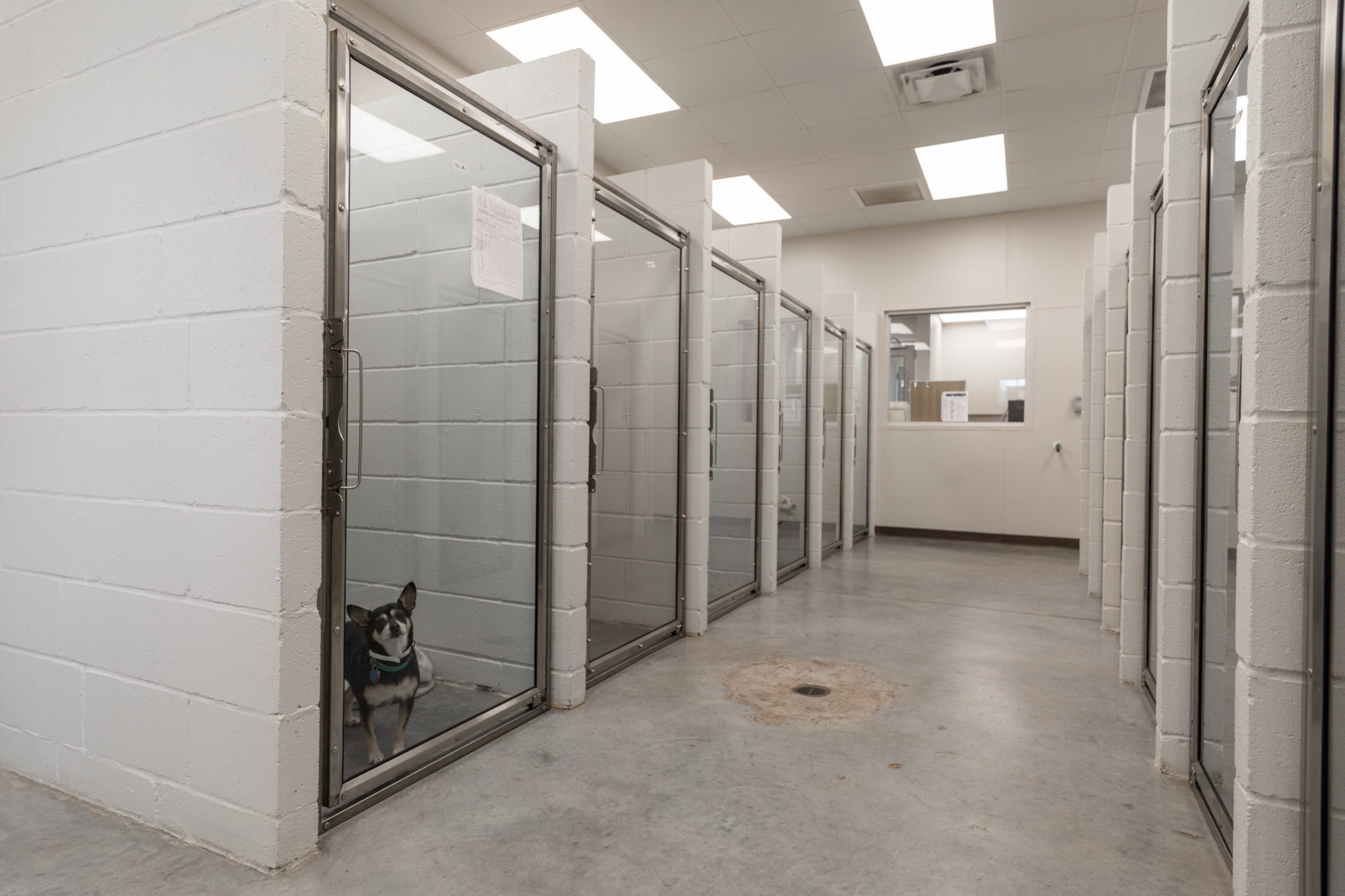 Pet Boarding in Oyster Creek Animal Hospital Sugar Land