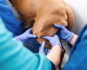 orthopedic-surgery
