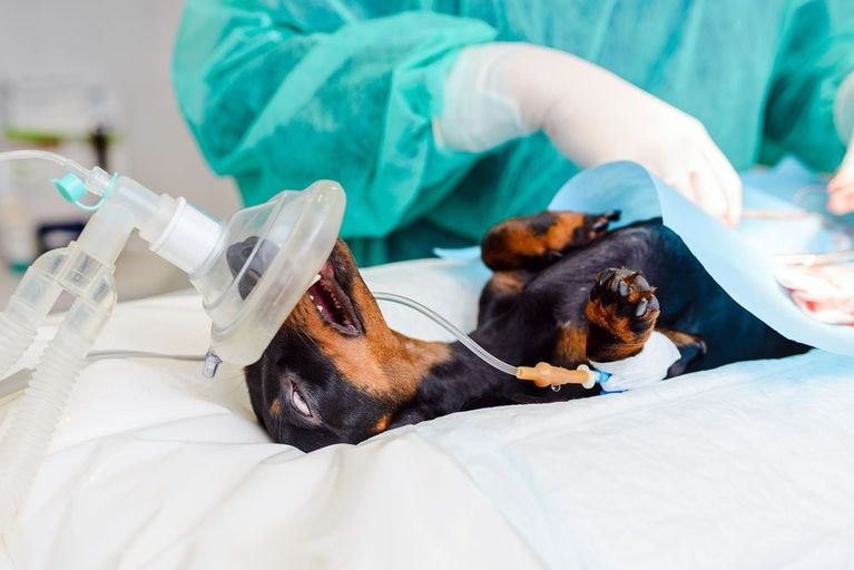 pet surgery
